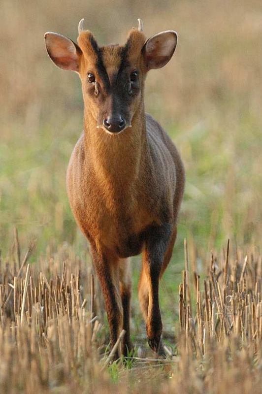 Asian Deer In Europe Klay Skreatures